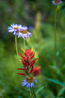 Flora.