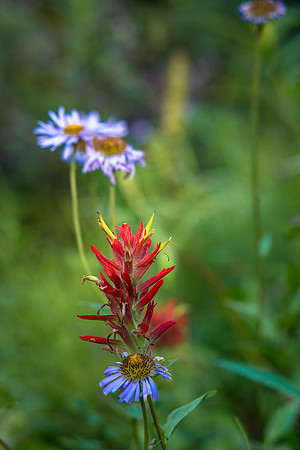 Flora.