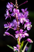 Flora.