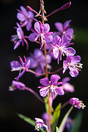 Flora.