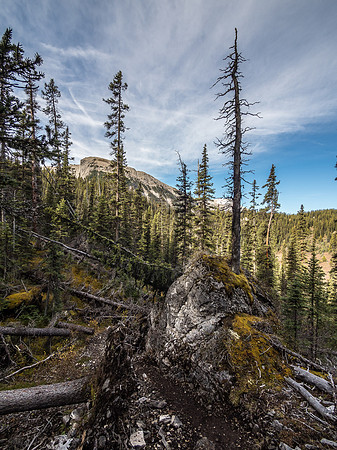 In Golden Valley, trees grow straight off the top of some of the boulders along the trail. How many years does that take?