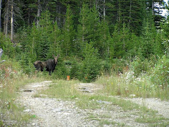 A resident of the area startles us on the way back. The bad part was the calf that isn't in this picture!