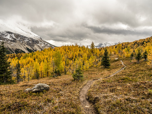 An intense larch forest as I work my way around the dried up tarn and towards the south end of Fatigue Mountain and an outlier of Golden Mountain.
