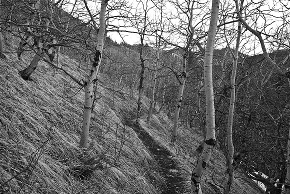 The trail on the way back down (from Grass Pass) is rather pleasant.