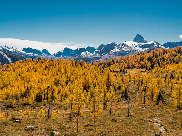 The mighty "A", Mount Assiniboine, and a larch forest.
