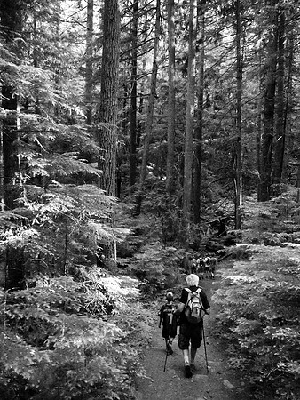 The gang sets off through the forest.