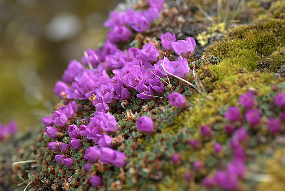 Beautiful colors high in the alpine on the way back down