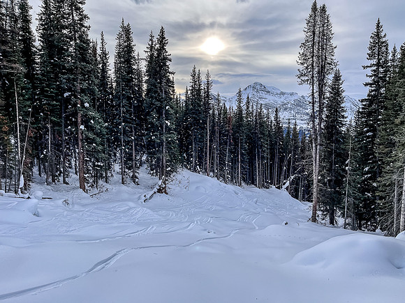 The lower south gully meets pretty thick forest.