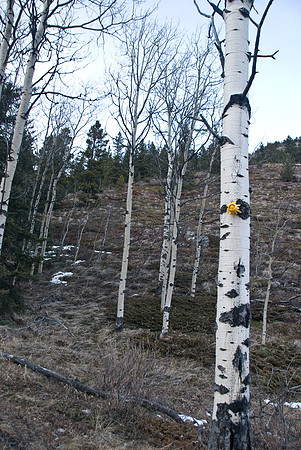 The trail on the way back down (from Grass Pass) is rather pleasant.