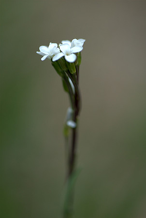 Flora