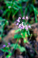 Flora.