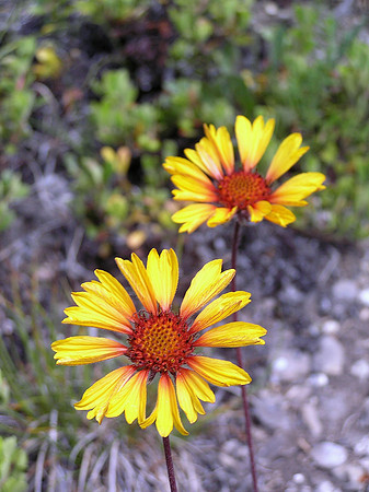 Some color on an otherwise dreary day.
