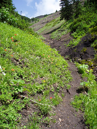 Looking up the trail - notice how green and lush everything is. I really enjoyed the lower part of this mountain.
