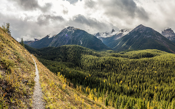 One of the highlights of the Sunshine approach is this section of about 1-2km where the trail cuts across a very steep, grassy slope high above the Simpson River (R) along the SW slopes of Golden Moun
