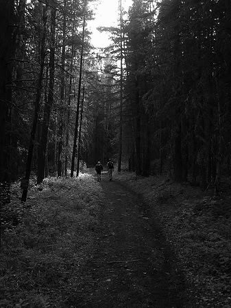 On the approach trail with Collembola rising over the tree tops ahead.