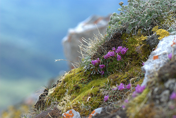 Beautiful colors high in the alpine on the way back down
