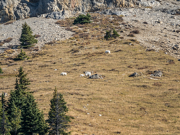 There they are! Happily grazing high above the high line trail on the SW slopes of Golden Mountain.