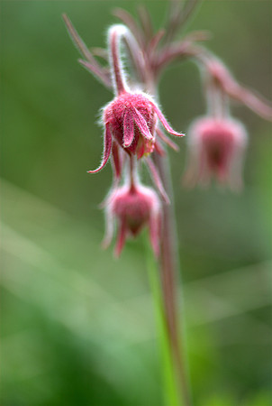 Three Flowered Aven.