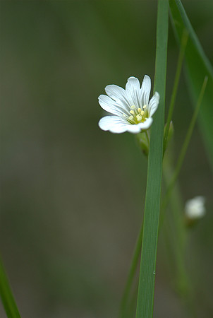 Flora