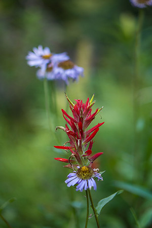 Flora.